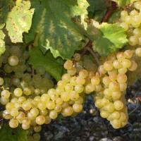 Domaine Courtault-Michelet